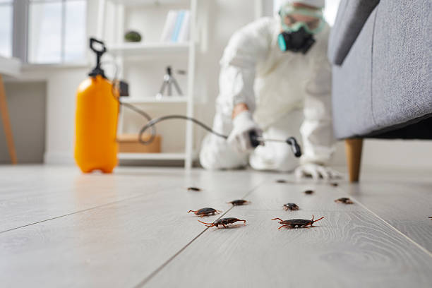 Post-Treatment Bed Bug Interceptor Monitoring in Sheffield Lake